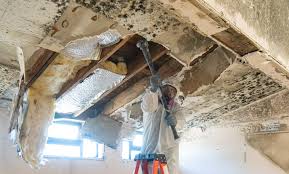 Best Mold Prevention Services  in USA